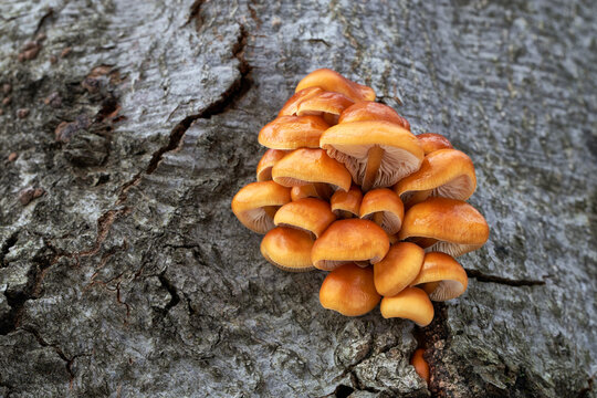 Flammulina velutipes