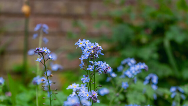 Forget-me-not (genus Myosotis), probably the wood forget-me-not (Myosotis sylvatica) or the field forget-me-not