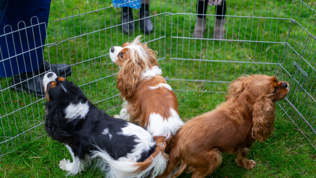 Three Cavalier King Charles Spaniels in an enclosure on the grass