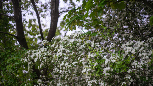 Hawthorn (most likely the single-seeded hawthorn), Latin name Crataegus monogyna, or simply the May tree
