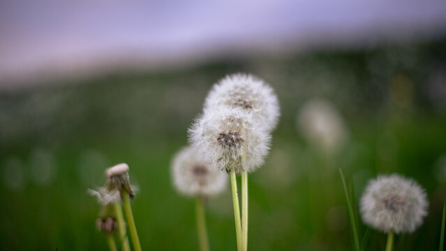 Dandelions (Taraxacum) in the seed-head maturation stage, with fluffy white seed heads (pappus) ready to be carried away by the wind