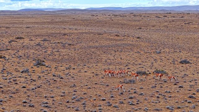 Guanacos grazing in a vast arid steppe landscape