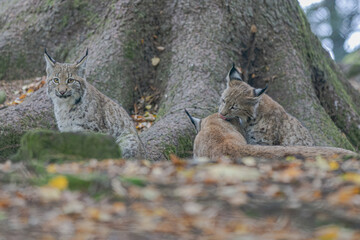 Luchs im Herbst © Markus