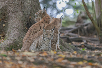 Luchs im Herbst © Markus