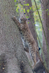 Luchs im Herbst © Markus