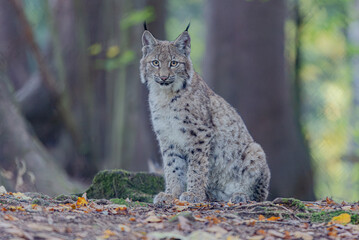 Luchs im Herbst © Markus