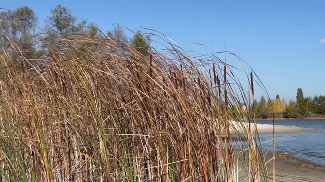 Tall dry reeds growing along lakeshore under clear blue sky, natural wetland landscape with autumn vegetation and calm water