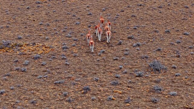 A line of wild guanacos moving across an arid steppe landscape