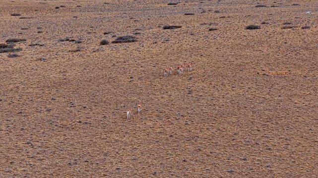 An aerial view of a small herd of wild guanacos walking across a barren