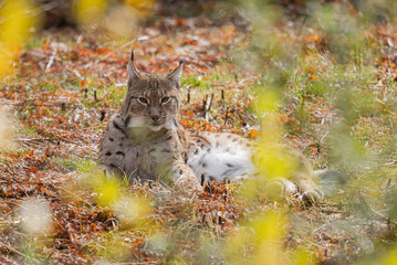 Luchs im Herbst © Markus