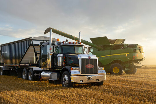 Combine is unloading wheat to the semi truck in the field in autumn.
