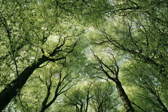 Upward Perspective in a Beech Wood: Spring Foliage and Soft Sunlight Filtering Through