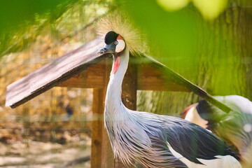 Close-up profile of a grey crowned crane with a striking golden crest and detailed plumage © Zbigniew