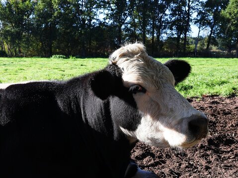 Portrait of a black cow with a white head, with a meadow and trees in the background.