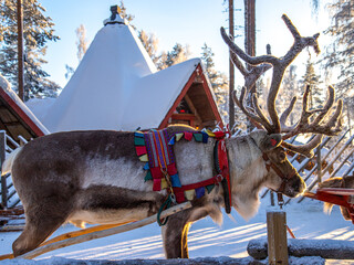 Festive reindeer at Santa's Village in Rovaniemi, Finland © Patricia BC