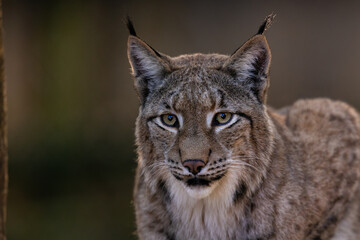 Luchs im Morgenlicht © Markus
