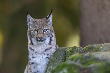 Junger Luchs im Herbst © Markus