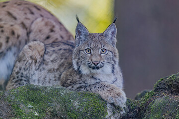 Junger Luchs im Herbst © Markus