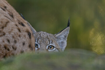 Junger Luchs im Herbst © Markus