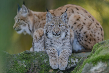 Junger Luchs im Herbst © Markus
