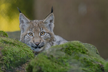 Junger Luchs im Herbst © Markus