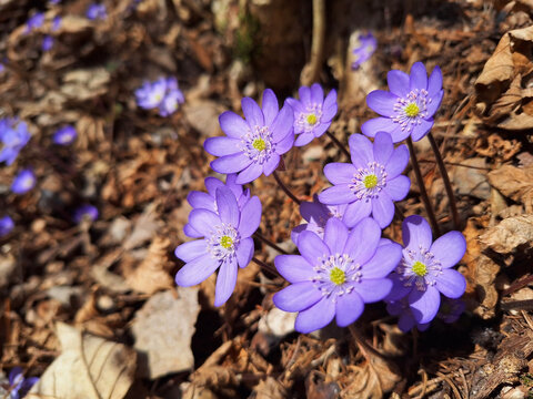 A blue mountain flowers anemone ( anemonoides, hepatica nobilis ) blooming in dry grass and branches in the forest.