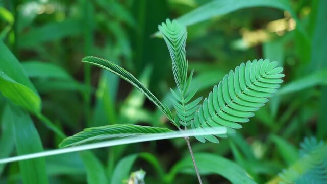 A stick touching a mimosa pudica sensitive plant leaves causing the leaves to fold inward with blurred nature on background