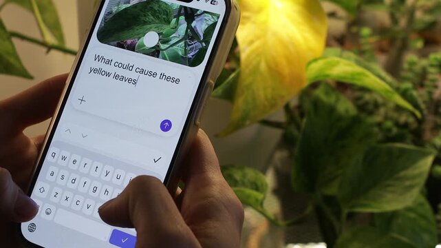 Using an AI chatbot on a smartphone to ask about yellow leaves on houseplants