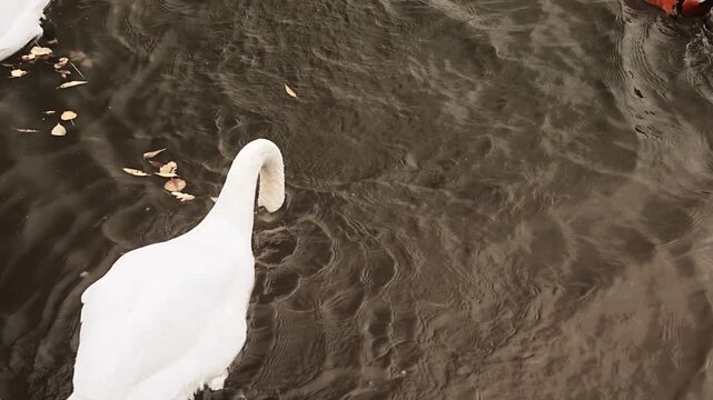 Cheeky orange duck swims up behind a white swan, bites its rear and quickly escapes in a funny wildlife encounter