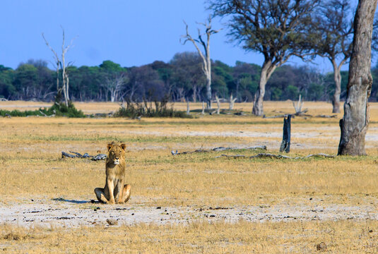 A young male lion sitting looking alert on the African plains with a natural bushveld background in Hwange National Park, Zimbabwe