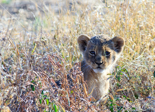 Beautiful portrait of a 6 week old Lion Cub sitting and looking through the grass directly into camera, Hwange National Park, Zimbabwe