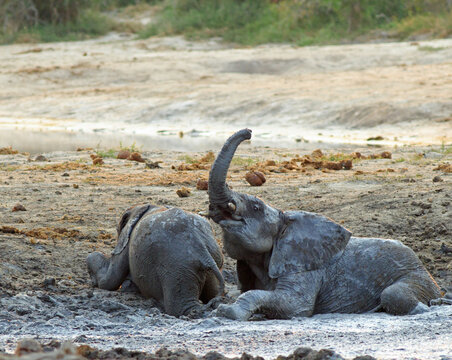 Playful juvenile Elephants sliding in the mud, motion blur is visible on Elephant trunk. Hwange National Park, Zimbabwe