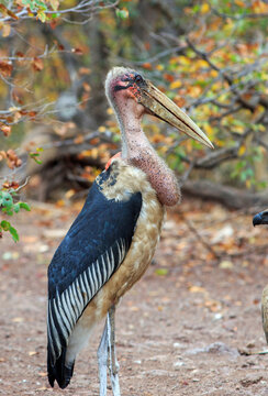 Side Profile of a Marabou Stork standing with good detail of his head and neck against a natural bush background