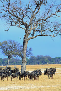 Portrait view of a herd of Wildebeest standing under a bare tree in Hwange National Park, Zimbabwe