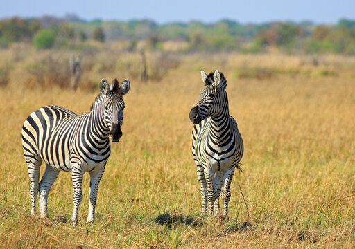 Two Burchell Zebra standing and looking alert on the dry yellow African plains in Hwange National Park, Zimbabwe