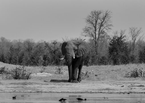 African Elephant standing next to a waterhole in black and white in Nehimba Camp, Hwange National Park, Zimbabwe