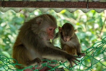 Rhesus macaque Macaca mulatta mother sitting with baby monkey in Sundarbans Bangladesh © Mamun Sheikh