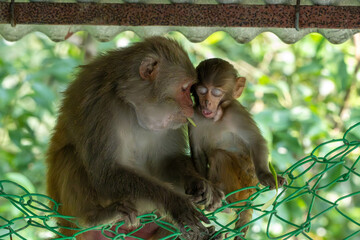 Rhesus macaque Macaca mulatta mother sitting with baby monkey in Sundarbans Bangladesh © Mamun Sheikh