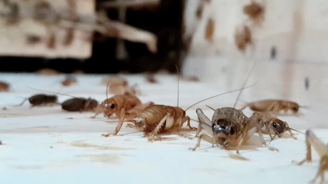 House crickets macro shot in a commercial insect farm