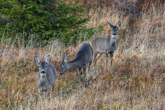 Sonnenuntergang Rennfeld - Hochsteiermark - Steiermark - &Ouml;sterreich - Rehe