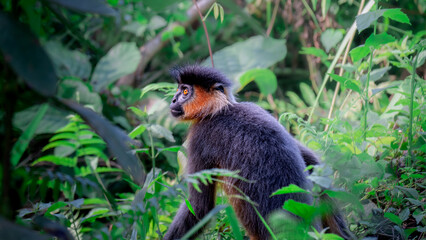 Capped Langur Sitting Among Dense Green Foliage in a Tropical Forest, India © shailesh