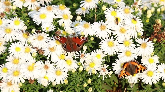 Orange butterflies -  Small tortoiseshell and peacock butterflies - with distinctive wing patterns feeding on white asters in closeup, slow motion