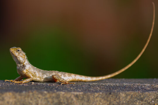 Calotes versicolor or Oriental Garden Lizard resting on a stone surface