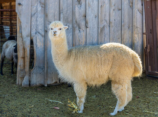 White alpacas on the farm near Aurora, Colorado © Faina Gurevich