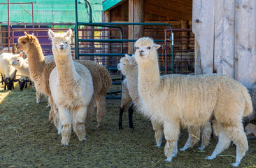 White alpacas on the farm near Aurora, Colorado © Faina Gurevich