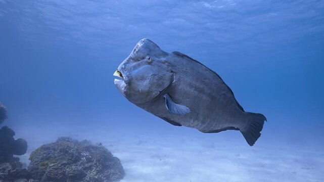 Bumphead parrotfish swimming in open water in slow motion, Great Barrier Reef, Australia
