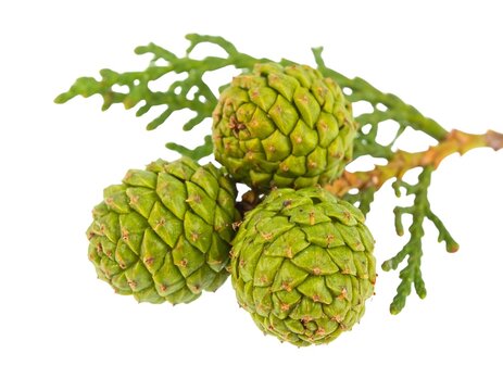 Three Green Pine Cones on a Branch Against a White Background