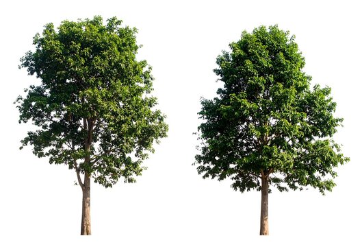 Trees with vibrant green foliage against a white background