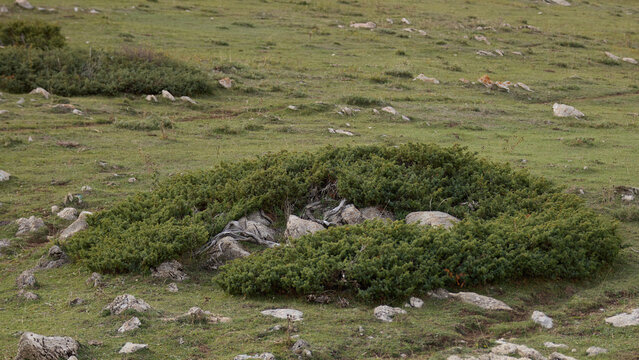 Low creeping dwarf juniper bush growing around rocks and dry wood on green grass slope in alpine mountain pasture during daytime in natural outdoor landscape of Spanish Pyrenees mountains in Spain