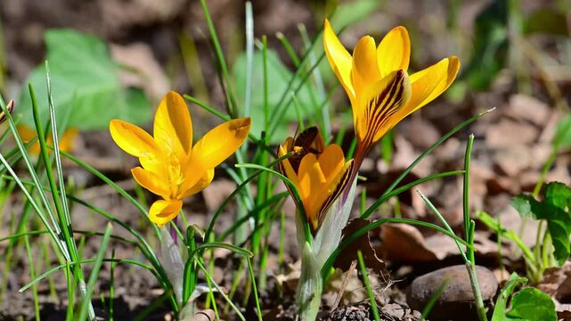 A western honey bee (Apis mellifera) collects nectar and pollen from within a yellow crocus flower (Crocus sp.) growing in Ukraine.